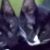 Jill Lee's profile image