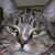 Becky Lambert Sullivan's profile image