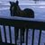 Carolyn Rees's profile image