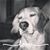 Allison Wilson's profile image