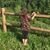 Lynne Shuman Fairbanks's profile image