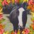 Ali Smith Olson's profile image