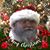 Donnie Mangum's profile image