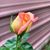 Linda Rhodes Modisette's profile image