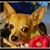 Louann Howell's profile image