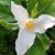 Lisa Papineau's profile image