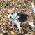 Molly Pollywoggydoggy's profile image