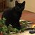 Beth Krebs Dutenhaver's profile image