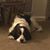 Sandy Golden's profile image