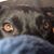 Randy Sevel's profile image