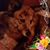 Cheryl Tesch's profile image