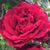 Liz Becker's profile image