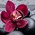 Cathy Jane Bowes's profile image