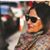 Qamar Bhatti's profile image