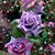 Candy Leonard's profile image
