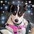 Sharon Austin Chavira's profile image