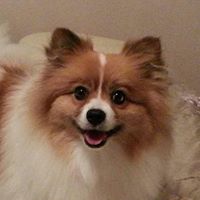 Diana Beck's profile image