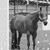 Debbie Haughton's profile image