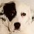 Eric Rafdal's profile image