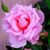 Beverly Grant's profile image
