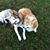Karen Borella Desantis's profile image