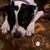 Jenny Bahr's profile image
