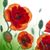 Sandra Kerr's profile image