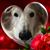 Suzanne Lewicki Goodson's profile image