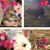 Deborah Ray Hamm's profile image