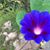 Lillian Semar's profile image