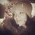 Andi Pavledes Merithew's profile image