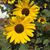 Linda George's profile image