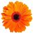 Karen Holmes's profile image