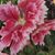 Sheryl Taylor-Anderson's profile image