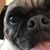 Susan Kolesar Petro's profile image