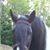 Linda Treacy-Lust's profile image