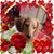 Rosalyn Haux's profile image