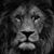 Tor Douba's profile image