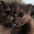 Carie Frank's profile image