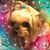 Catherine Csanyi's profile image