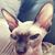 Susie Goins Bartlett's profile image
