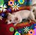 Shana Arber's profile image