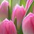 Ruth Chesick's profile image