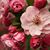 Kristie Passino Marshall's profile image