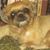 Rose Ann's profile image
