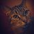 Christian Rouillier's profile image
