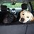 Tammie Scheib's profile image