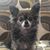 AnnMarie DiRodio Durant's profile image