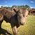 Analee Harris Thornburg's profile image