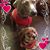 Pam Fleming Butler's profile image